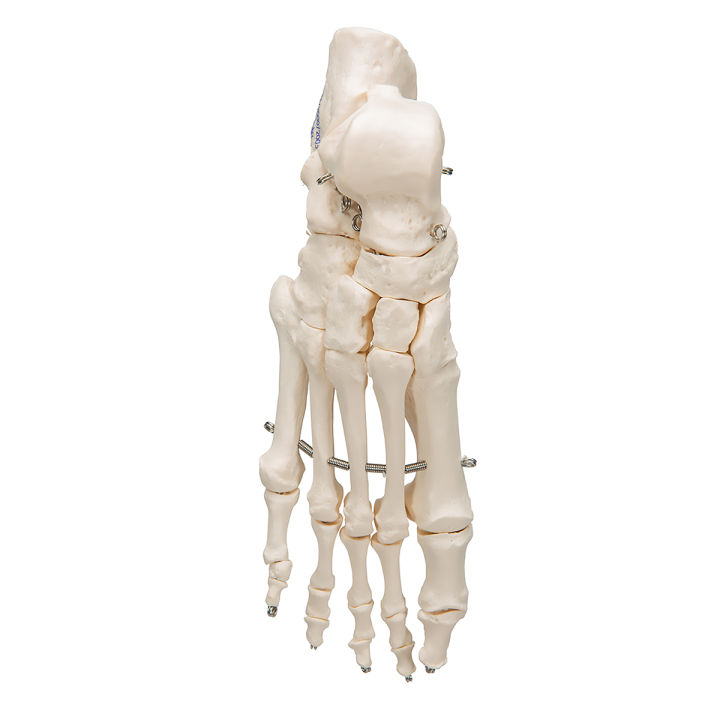 Human Foot Skeleton Model | Teaching Model | Daraz.pk