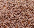 Isapghol Sabat اسپغول ثابت Psyllium Seeds (zipper packing 100-g). 