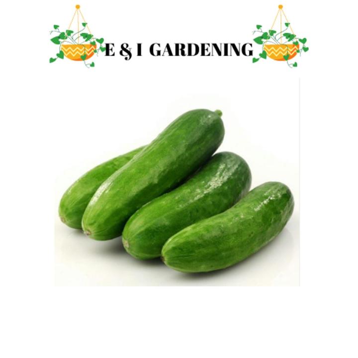 Cucumber (khera) Vegetables Seeds - Seeds Vegetables Packet - Excellent Germination - Healthy Vegetable