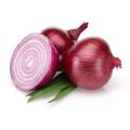 Onion seeds (Piaz) for kitchen gardening for home garden vegetables. 