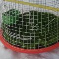 Artificial grass mat washable for bird parrot cat dog cage house floor mat for winter season playing area kids mat 3ft x 2ft. 