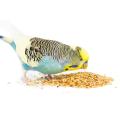 (pack of 1 kg) Mix bird food feed seed. 