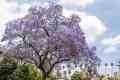 Jacaranda / Fern Tree \ Blue Jacaranda Tree Seeds - Flower Tree. 