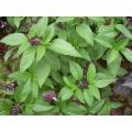 20+Niaz Bo Basil Herbal Seeds-Thai Large Leave-Kitchen Gardening. 