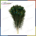 Artisan - 20Pcs Peacock Feathers - Size 70cm-80cm Height (Natural Original Real) peacock feather. 