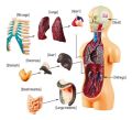 The human body science and nature Educational toy for kids 10 body parts with a stand. 