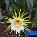 Aussie Gold Dragon Fruit Plant (Yellow Dragon , Fruit cactus) Original Plant With Gold Fruit About 2 Feet Without Gamla Sweet Fruity Plant Best Quality Live Plant With Oxygen Bomb Plant Indoor & Outdoor Home Gardening & Healthy Plant. 