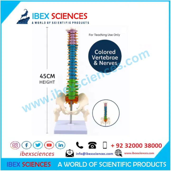 IBEX SCIENCES 45CM Human Spine Model, Color Spine Anatomical Model with ...
