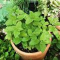 30+ Lemon Balm Herb Seeds (Melissa Officinalis) Home Kitchen Gardening Seeds. 