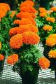 Marigold Mix flower seed. 