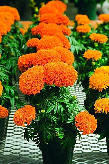 Marigold%20Mix%20flower%20seed%20-%20Image%203
