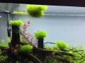 Riccia Moss for Aquarium. 