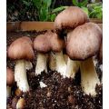 Portobello Mushroom Seeds. 