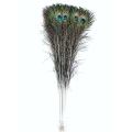 20Pcs Peacock Feather Tail Eye 70Cm-80Cm Height (Natural Original Real). 