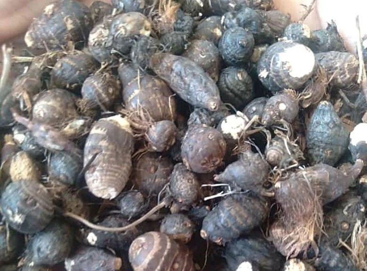 Cyperus%20Rotundus%20Hair%20Removal%20Care%20oil%20-%20Premium%20Quality%20-%20Body%20Hair%20Slowing/Reduction%20Growth%20-%20Image%202