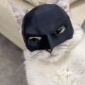 Internet celebrity 3D printing cat Batman mask dog funny head cover, puppy cat cat headwear creative pet mask. 