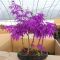 Rare Bonsai Violet Maple Tree Seeds. 