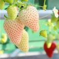Sweet White Strawberry Fruit Seeds. 