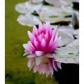 Lotuss seeds kanwal flower seeds. 