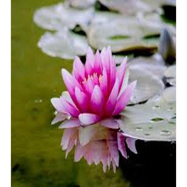 Lotuss%20seeds%20kanwal%20flower%20seeds%20-%20Image%202
