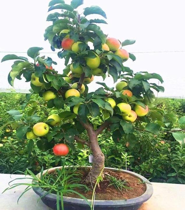Bonsai%20Apple%20Tree%20Seeds%20-%20Image%205