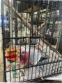 Old Newspaper Scrap Wholesale Prices / newspaper a bird cage / 1KG NEWS PAPER. 