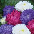 Aster Milady Mix Flower Seeds, Home Kitchen Gardening. 