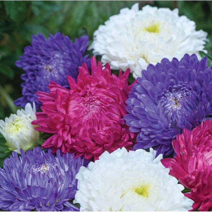 Aster Milady Mix Flower Seeds, Home Kitchen Gardening