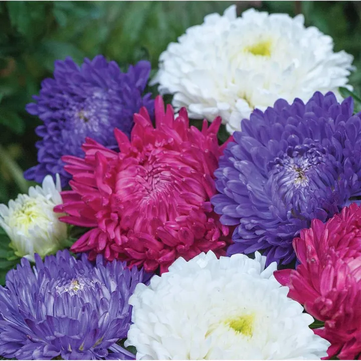Aster Milady Mix Flower Seeds, Home Kitchen Gardening