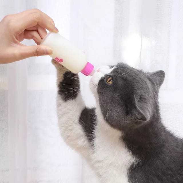 Kitten%20Feeder%20-%20Puppy%20Feeder%20-%20Cat%20Feeder%20-%20Kitten%20Feeding%20Bottle%20-%20Kitten%20Feeder%20Bottle%20-%20Image%202