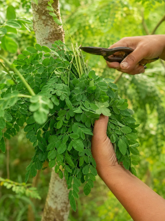 %F0%9F%8C%BF%20Organic%20Moringa%20Powder%20by%20IZMAFood%20%E2%80%93%20Pure,%20Natural%20&%20Nutrient-Rich%20Superfood%20-%20Image%205