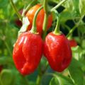 Qty 50+ Pepper Chili Capsicum Seeds 4 Varieties  Vegetable Kitchen Gardening. 