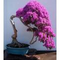 Japanese Lilac Seeds (Extremely Fragrant). 