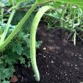 Tar / Kakri Armenian Cucumber Seeds - Kitchen Gardening Vegetable Seeds. 