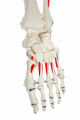 Muscle Painted and Numbered Human Skeleton Anatomy Model | Human Skeleton Model 180cm Tall | Skeleton Teaching Model. 