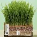 Cat Grass Canned Kit, Organic Seed And Soil. Easy To Grow - Great For Cat And Other Pets. Prevent Hairballs And Aid Digestion. 