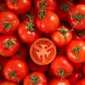 Rio Grande Tomato Hybrid F1 Seeds. 