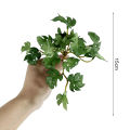 Plant Non-fading Hydrocotyle Vulgaris Plant. 