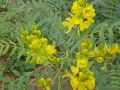 3V PRODUCTS Senna Powder | Nilavarai | Cassia Angustifolia | Sonamukhi 100g. 