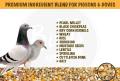 The Birds Company Premium Seed Blend of 8 Grains & Nuts, Fortified with Spirulina, Bird Food for Pigeons, 500 grams pack. 
