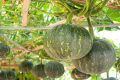 Pumpkin kaddo fresh seeds Organic Summer Vegetable Seeds. 