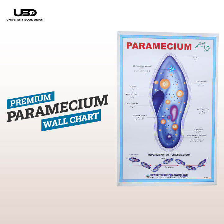 Paramecium Wall Poster | Wall Chart For Science Labs Decoration | Paramecium Structure Presentation on 200 grams Laminated Card 20*30 inches