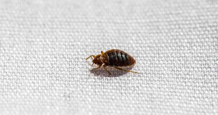 Drone%20Bug%20Killer%20%7C%20Kills%20Bedbugs%20%7C%20Bed%20bugs%20killer%20spray/powder%20%7C%20Khatmal%20Maar%20%7C%20%DA%A9%DA%BE%D9%B9%D9%85%D9%84%20%D9%85%D8%A7%D8%B1%20%7C%20Kills%20bed%20bugs%20and%20other%20insects%20-%20Image%204