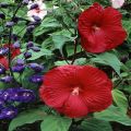 Lord Baltimore Hibiscus Flower Plant Seeds. 