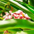 Premium Organic Green Cardamom (Choti Elaichi) – 100% Pure Sabaz Elaichi – 40g (Hand-Selected & Filtered). 