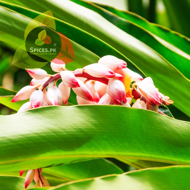 Premium%20Organic%20Green%20Cardamom%20(Choti%20Elaichi)%20%E2%80%93%20100%25%20Pure%20Sabaz%20Elaichi%20%E2%80%93%2040g%20(Hand-Selected%20&%20Filtered)%20-%20Image%208