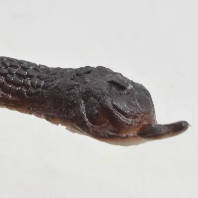 Realistic%20Rubber%20Cape%20File%20Snack%20Toy%20Gift%20for%20Kids%20%E2%80%93%20Fun%20&%20Unique%20Plaything%20-%20Image%202