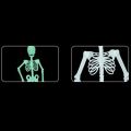 HA Halloween Decoration Halloween Props Luminous Fluorescent Skeleton. 