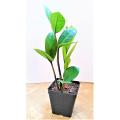 zz Plant Zamioculcas zamiifolia Indoor Table ZZ Plant Oxygen Plant. 