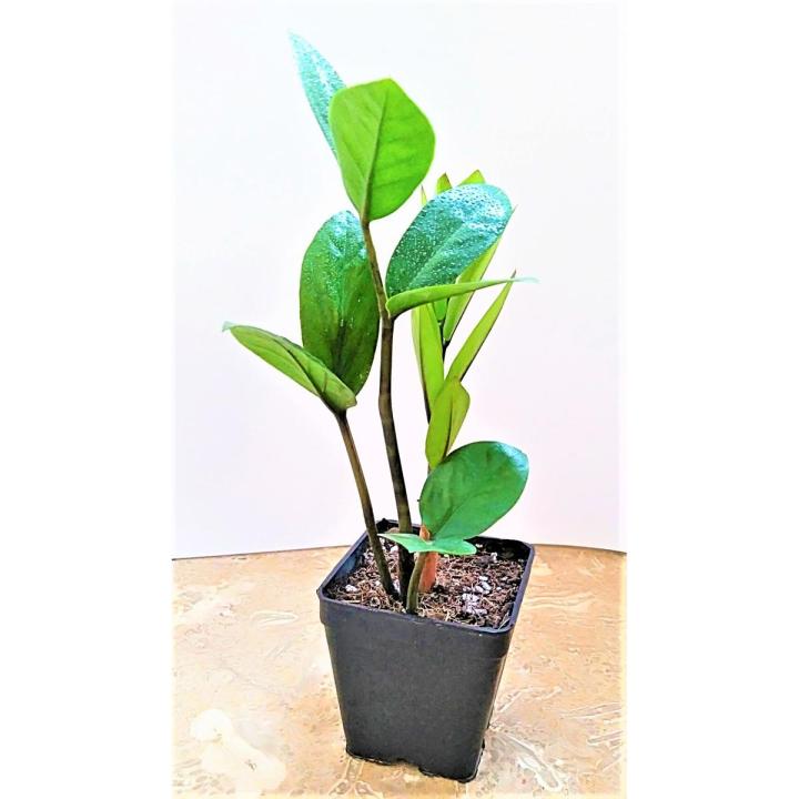 zz Plant Zamioculcas zamiifolia Indoor Table ZZ Plant Oxygen Plant